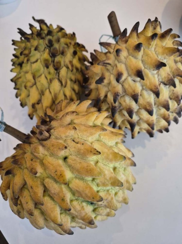 Biribá – Citromos Habcsók gyümölcs – Annona mucosa syn. Rollinia deliciosa